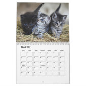 Moe kitten kalender (Mar 2027)