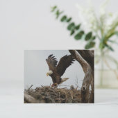 Moeder Bald Eagle Briefkaart (Staand voorkant)