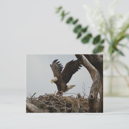 Moeder Bald Eagle Briefkaart (Staand voorkant)