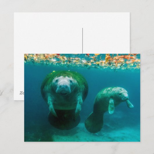 Moeder beheert met haar kalf in de Crystal River Briefkaart (Voorkant / Achterkant)