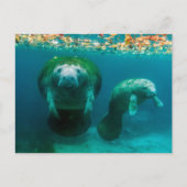 Moeder beheert met haar kalf in de Crystal River Briefkaart (Voorkant)