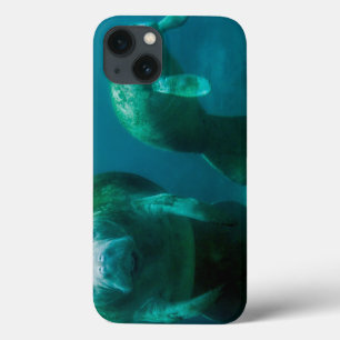 Moeder beheert met haar kalf in de Crystal River Case-Mate iPhone Case