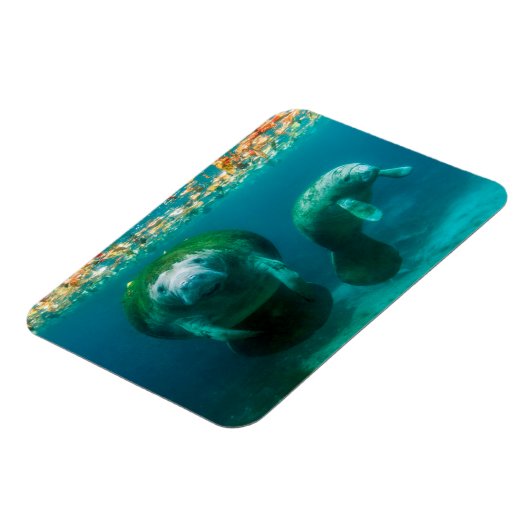 Moeder beheert met haar kalf in de Crystal River Magneet (Linkerzijde)