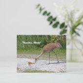 Moeder Bird en Baby Bird Sandhill Cranes Briefkaart (Staand voorkant)