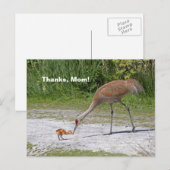 Moeder Bird en Baby Bird Sandhill Cranes Briefkaart (Voorkant / Achterkant)