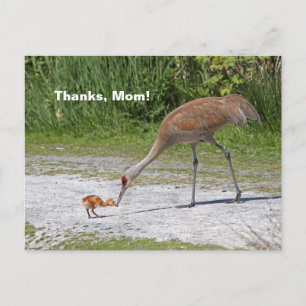 Moeder Bird en Baby Bird Sandhill Cranes Briefkaart
