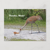 Moeder Bird en Baby Bird Sandhill Cranes Briefkaart (Voorkant)