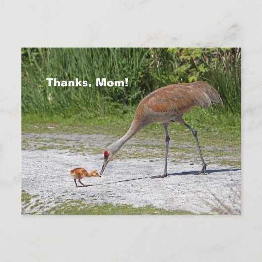 Moeder Bird en Baby Bird Sandhill Cranes Briefkaart (Voorkant)
