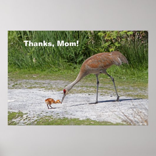 Moeder Bird en Baby Bird Sandhill Cranes Poster (Voorkant)