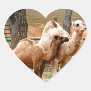 Moeder Camel and Baby Animal Foto Desert Animal Hart Sticker