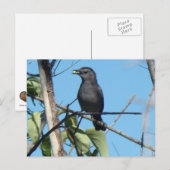 Moeder Catbird verzamelt Berries naar haar voeders Briefkaart (Voorkant / Achterkant)