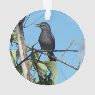 Moeder Catbird verzamelt Berries naar haar voeders Ornament