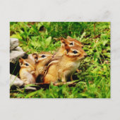 moeder chipmunk en baby’ s briefkaart (Voorkant)