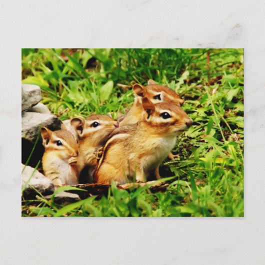 moeder chipmunk en baby’ s briefkaart (Voorkant)
