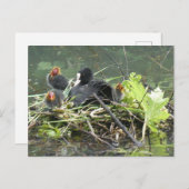 Moeder Coot met Jong DIY Briefkaart (Voorkant / Achterkant)