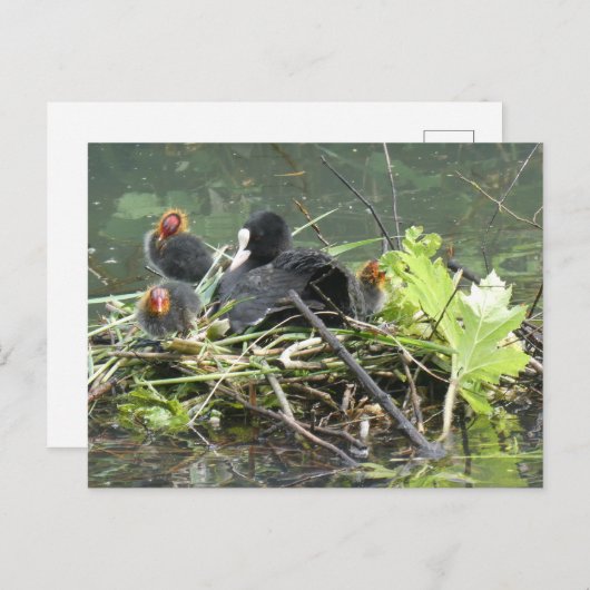 Moeder Coot met Jong DIY Briefkaart (Voorkant / Achterkant)