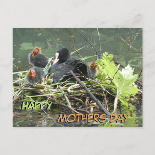 Moeder Coot met Jong Moederdag Briefkaart