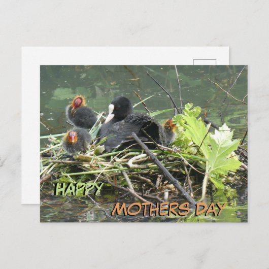 Moeder Coot met Jong Moederdag Briefkaart (Voorkant / Achterkant)