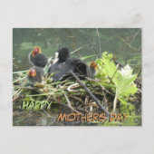 Moeder Coot met Jong Moederdag Briefkaart (Voorkant)