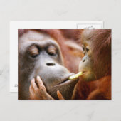 Moeder & de Orangoetan van het Baby Briefkaart (Voorkant / Achterkant)
