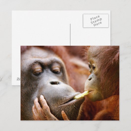 Moeder & de Orangoetan van het Baby Briefkaart (Voorkant / Achterkant)