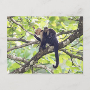 Moeder en Baby aap Briefkaart