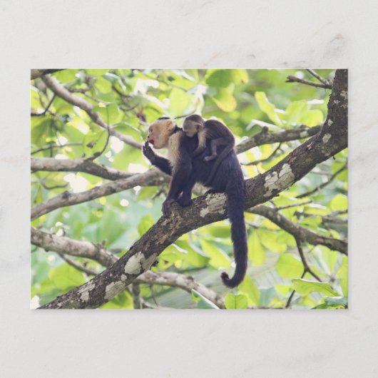 Moeder en Baby aap Briefkaart (Voorkant)