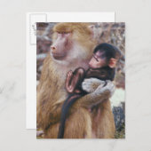 Moeder en Baby Baboon Briefkaart (Voorkant / Achterkant)