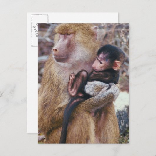 Moeder en Baby Baboon Briefkaart (Voorkant / Achterkant)