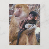 Moeder en Baby Baboon Briefkaart (Voorkant)