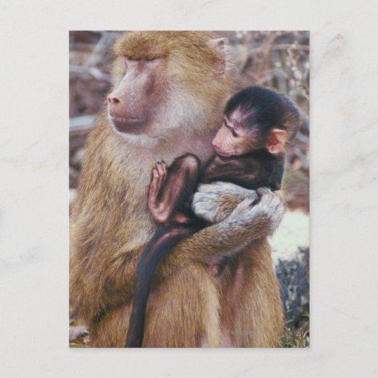 Moeder en Baby Baboon Briefkaart (Voorkant)