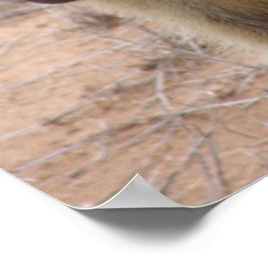 Moeder en Baby Baboon Poster (Hoek)