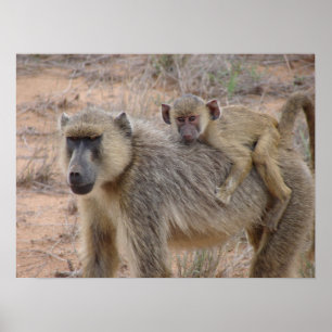 Moeder en Baby Baboon Poster