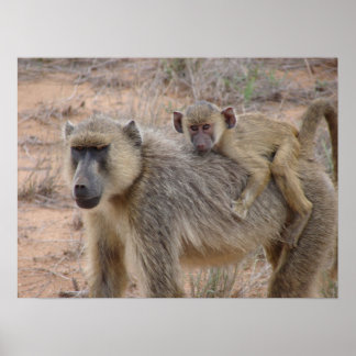 Moeder en Baby Baboon Poster