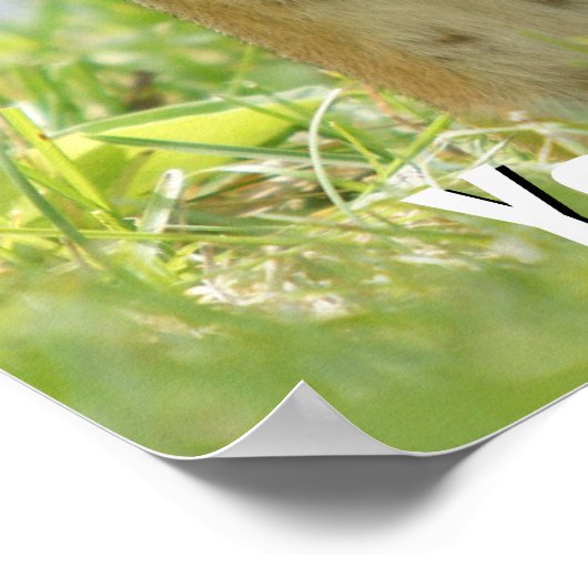 Moeder en Baby Chipmunk Poster (Hoek)