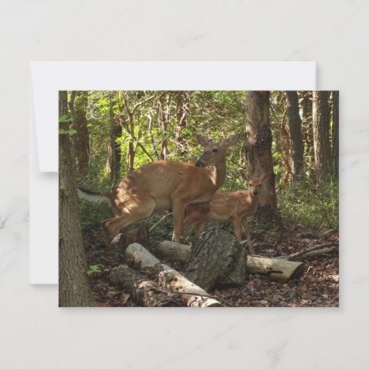 Moeder en Baby Deer in het natuurpark Shenandoah (Voorkant)