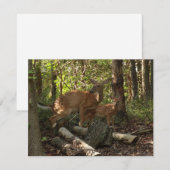 Moeder en Baby Deer in het natuurpark Shenandoah (Voorkant / Achterkant)