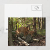 Moeder en Baby Deer in het natuurpark Shenandoah Briefkaart (Voorkant / Achterkant)