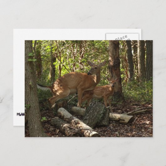 Moeder en Baby Deer in het natuurpark Shenandoah Briefkaart (Voorkant / Achterkant)