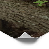 Moeder en Baby Deer in het natuurpark Shenandoah Poster (Hoek)