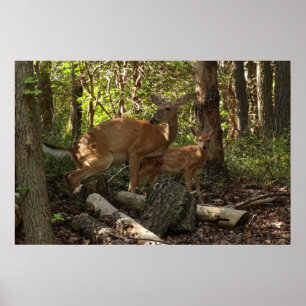 Moeder en Baby Deer in het natuurpark Shenandoah Poster