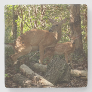 Moeder en Baby Deer in het natuurpark Shenandoah Stenen Onderzetter