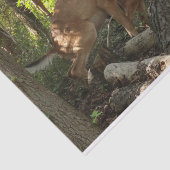 Moeder en Baby Deer in het natuurpark Shenandoah Tissuepapier (Detail)