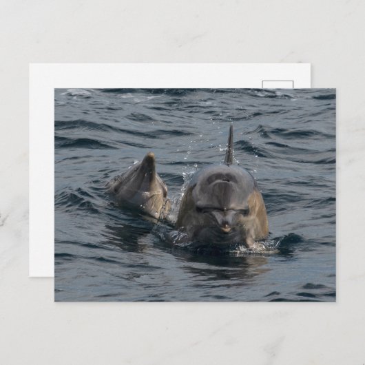 Moeder- en baby dolfijnenclose-up briefkaart (Voorkant / Achterkant)