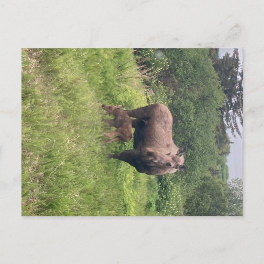 Moeder en baby eland briefkaart (Voorkant)