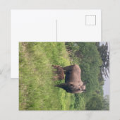 Moeder en baby eland briefkaart (Voorkant / Achterkant)