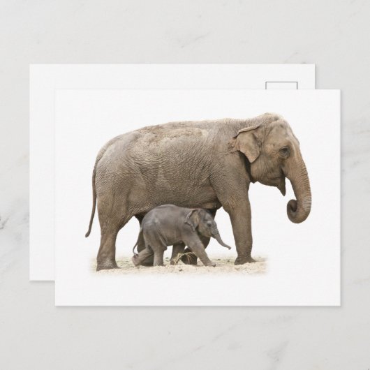 Moeder en Baby Elephant Briefkaart (Voorkant / Achterkant)