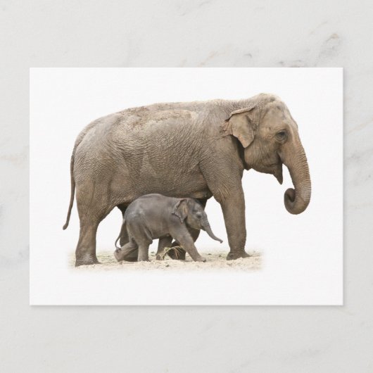 Moeder en Baby Elephant Briefkaart (Voorkant)