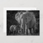 MOEDER EN BABY ELEPHANTS - ZWART EN WITTE BRIEFKAART (Voorkant / Achterkant)