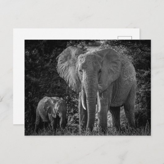 MOEDER EN BABY ELEPHANTS - ZWART EN WITTE BRIEFKAART (Voorkant / Achterkant)